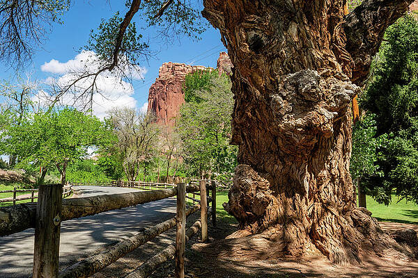 Tree Wall Art featuring the photograph Big Ol' Tree by Diane Moller
