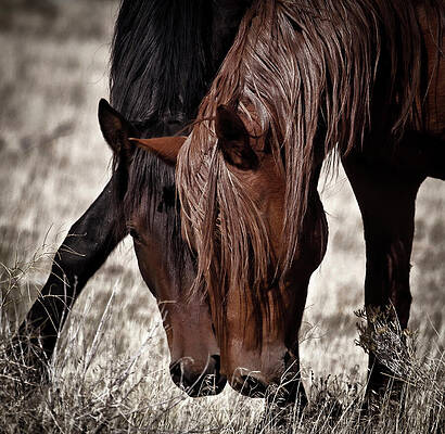 Animal Photograph - Big Red Mustang Stallion And His Mare by Waterdancer