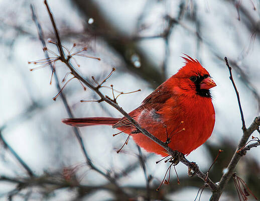 Cardinal Photograph - Big Red by Robert Allen Hill