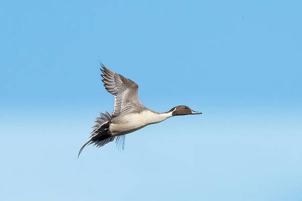 Wall Art featuring the photograph Big Sprig by Jim E Johnson