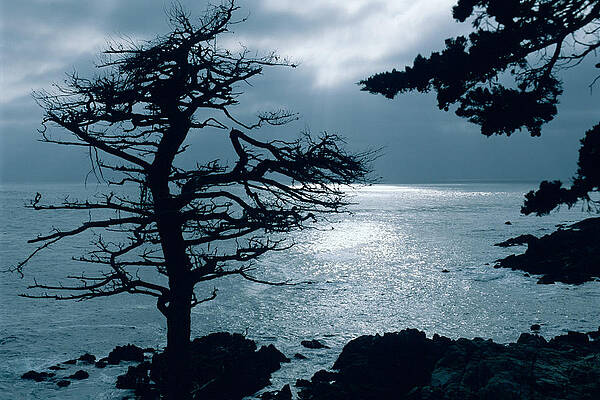 Tree Photograph - Lone Cypress - Silhouette - Big Sur - Monterey - California. by Bonnie Colgan