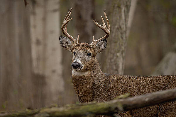 Large Photograph - Big Ten Smiles by James Overesch