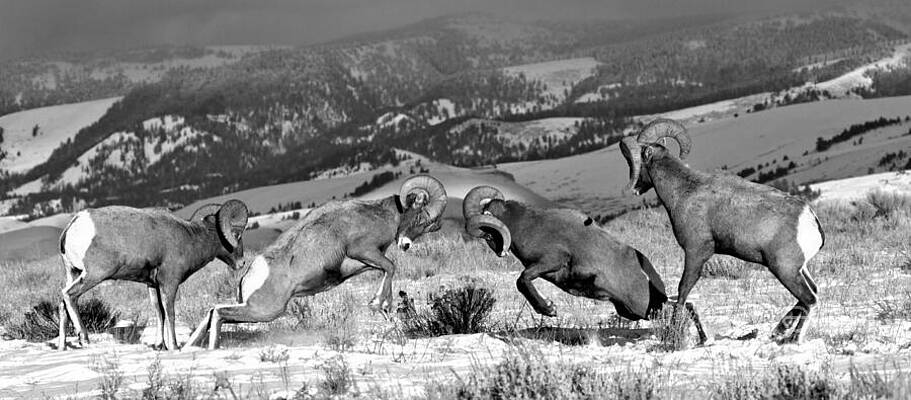 Wilderness Wall Art featuring the photograph Bighorn Brawlers Giant Panorama 2 Black And White by Adam Jewell