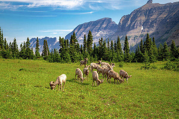 Herd of Sheep in Mountain Meadow Wall Art