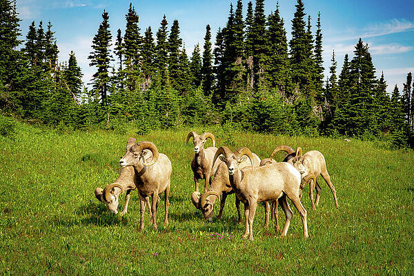 Group of Bighorn Sheep Grazing Wall Art