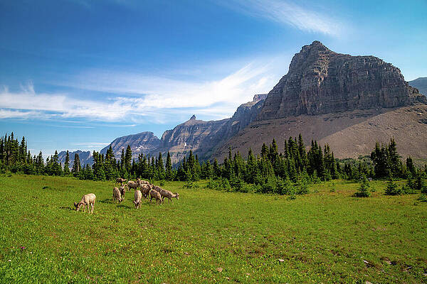 Mountain Landscape with Grazing Sheep Wall Art