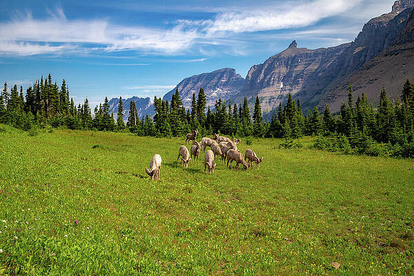 Sheep Grazing in Mountain Valley Wall Art