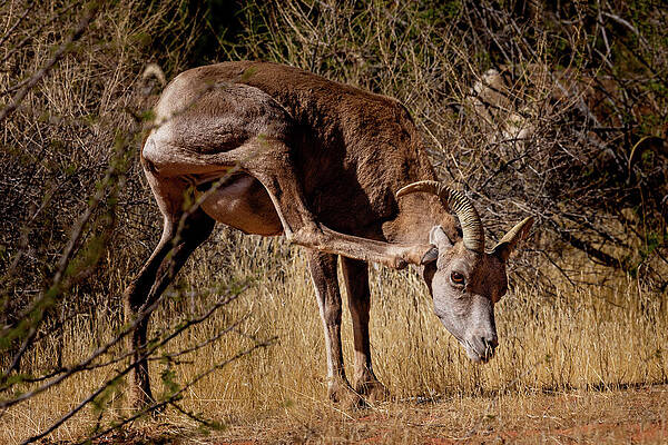 Wall Art featuring the photograph Bighorn Sheep Itch by Craig A Walker