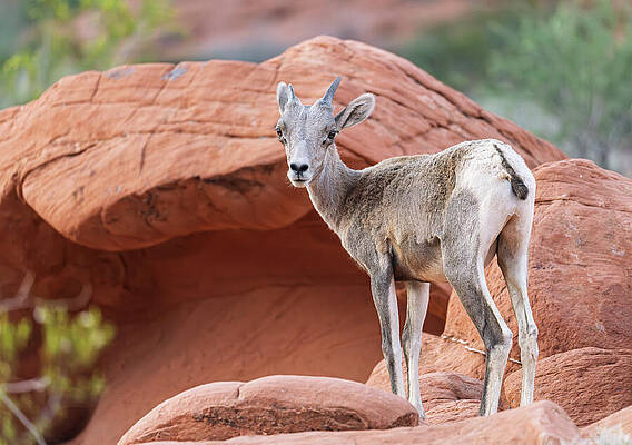 Bighorn Sheep in Rocky Landscape Wall Art