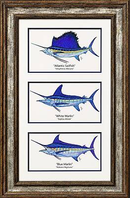 Trio of Marlin and Sailfish Wall Art