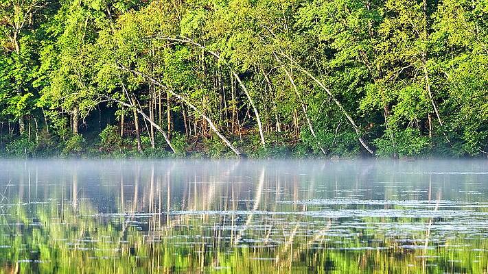 Reflection Photograph - Birch Reflections, Lake Pennesseewassee, Norway, Maine by Steven Ralser