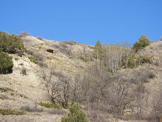 Sky Photograph - Birch Trees In A Draw by Amanda R Wright