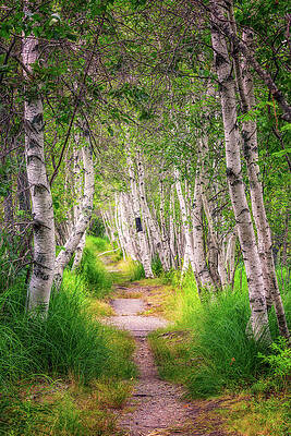 Maine Wall Art featuring the photograph Birch Way by Jeff Sinon