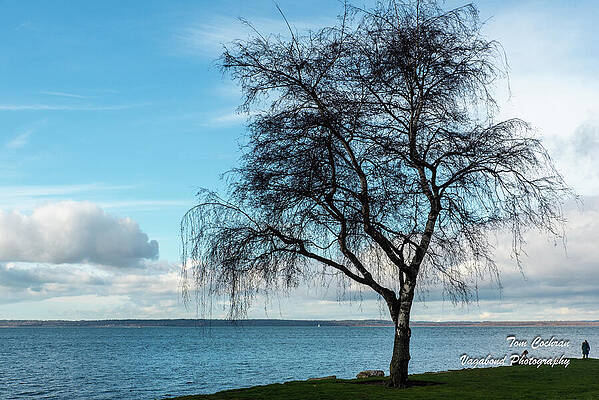 Sky Wall Art featuring the photograph Birch With Clearing Sky by Tom Cochran