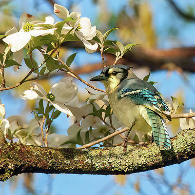 Spring Photograph - Bird And Blooms by Gina Fitzhugh