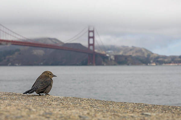California Photograph - Bird By Golden Gate Bridge by John Twynam