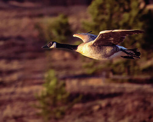 Wildlife Photograph - Bird - Canada Goose by Robert Niemeier