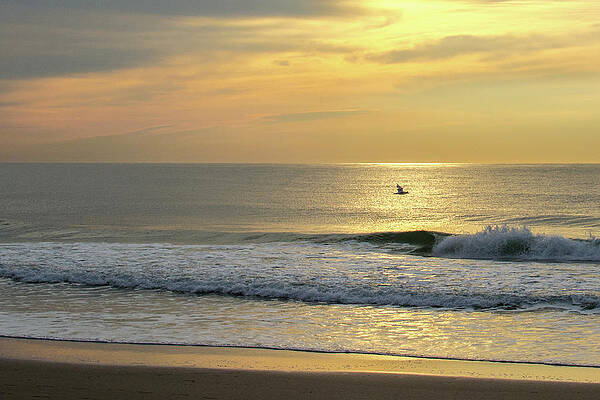Wall Art featuring the photograph Bird In Flight Over Ocean At Sunrise by Matthew DeGrushe