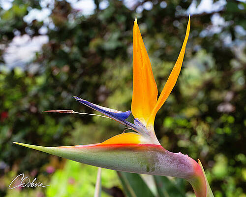 Nature Wall Art featuring the photograph Bird Of Paradise by Charlie Osborn