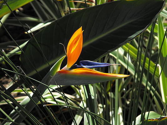 Pretty Photograph - Bird Of Paradise by Doreen Rosselli