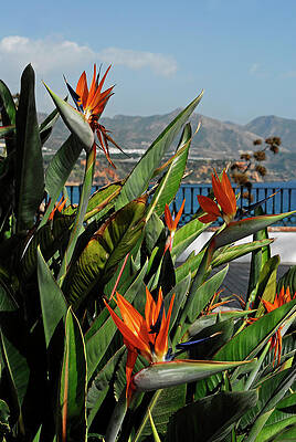 Landscape Wall Art featuring the photograph Bird Of Paradise Flowers by Severija Kirilovaite