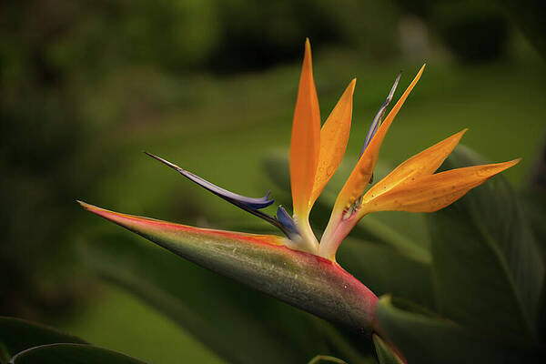 Hawaii Wall Art featuring the photograph Bird Of Paradise In Sunrise Light by Nancy Gleason