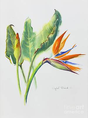 Wall Art featuring the painting Bird Of Paradise by Sybil Riead