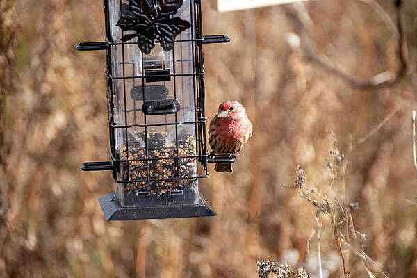 Wildlife Photograph - Bird On A Bird Feeder 1 by John Twynam