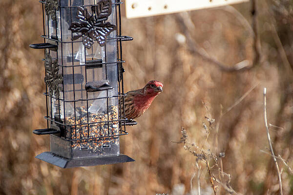 Wildlife Photograph - Bird On A Bird Feeder 2 by John Twynam