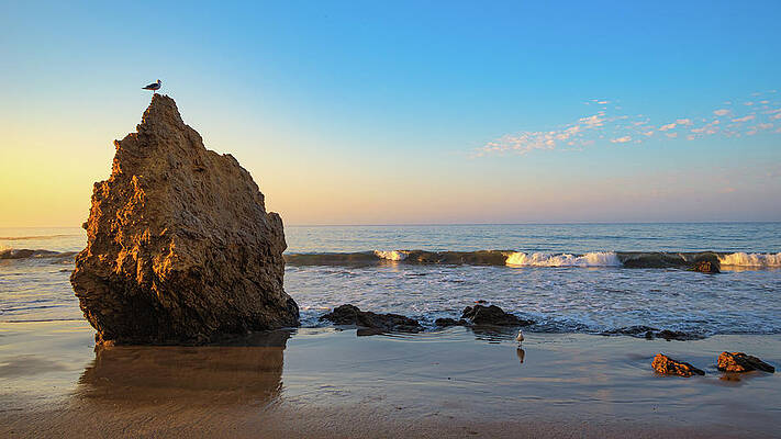 Wall Art featuring the photograph Bird On A Rock After Sunrise by Matthew DeGrushe