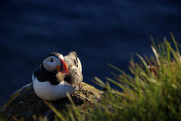 Puffin Photograph - Bird On A Shelf #1 by Christopher Mathews