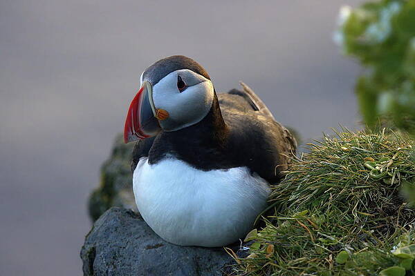 Puffin Photograph - Bird On A Shelf #2 by Christopher Mathews