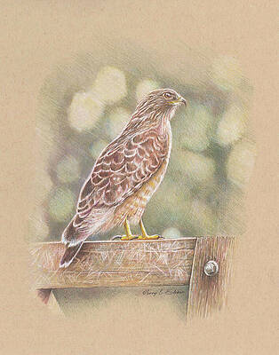 Bird on Fence by Terry Edeker