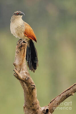 Bird Perched on a Tree Branch Photograph