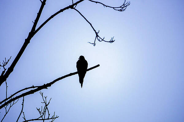 Light Wall Art featuring the photograph Mourning Dove Silhouette - Blue Skies by Jason Fink
