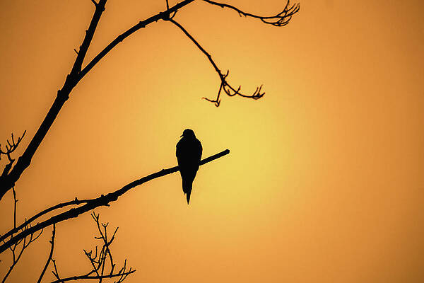 Sunrise Wall Art featuring the photograph Mourning Dove Silhouette - Sunset by Jason Fink