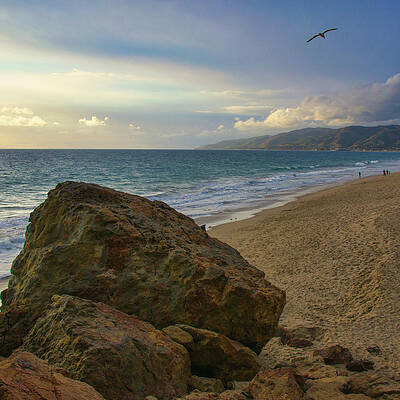 Wall Art featuring the photograph Bird Soaring Over Westward Beach In Malibu by Matthew DeGrushe