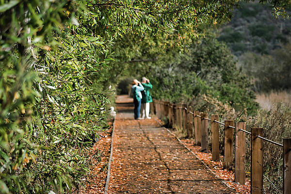Nature Photograph - Bird Watching At San Elijo Lagoon by American Landscapes