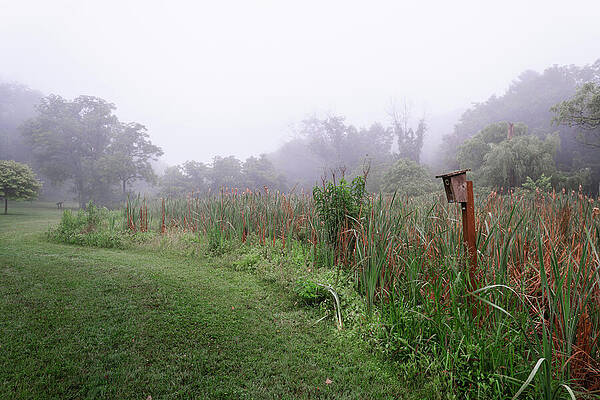 Wall Art featuring the photograph Birdhouse In The Cattails by Jason Fink