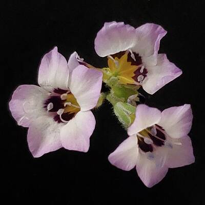 Green Photograph - Birds-Eye Gilia by Joy Garso