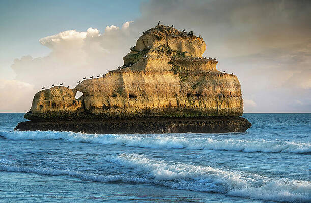 Wall Art featuring the photograph Birds Golden Hour Vigil by Rebecca Herranen