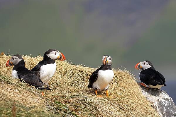Puffin Photograph - Birds Of A Feather by Christopher Mathews
