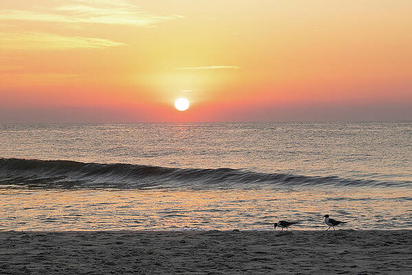 Summer Wall Art featuring the photograph Birds On The Beach At Sunrise by Matthew DeGrushe