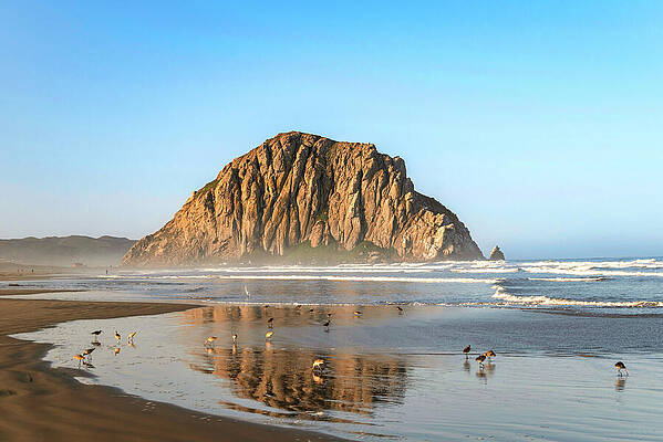 Wall Art featuring the photograph Birds On The Shoreline At Morro Rock by Matthew DeGrushe