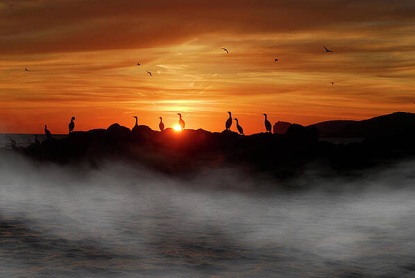 Summer Wall Art featuring the photograph Birds Silhouette On The Fog Sunset by Severija Kirilovaite