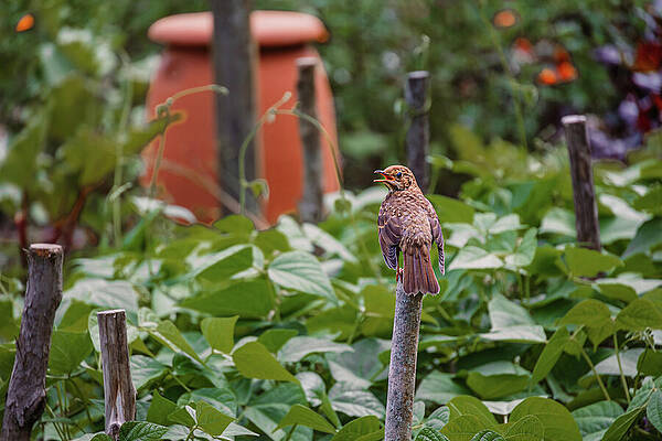 Greenery Photograph - Birdy Bird by Nova Rae