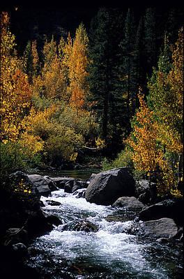 Tree Photograph - Bishop Creek, Bridgeside, Bishop, Eastern Sierra, California by Bonnie Colgan