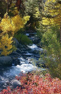 Tree Photograph - Fall Color And Sun Rays On Bishop Creek by Bonnie Colgan