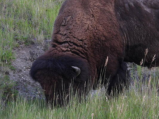 Theodore Roosevelt National Park Photograph - Bison 2 by Amanda R Wright
