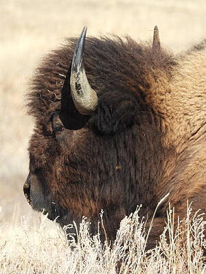 Wilderness Photograph - Bison 3 by Amanda R Wright
